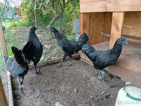 Ayam Cemani - 2