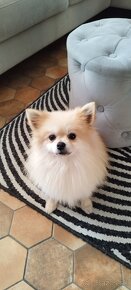 Pomeranian - 2