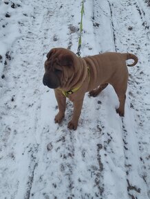 Shar-pei , šarpei - 2