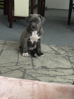 American bully - 2