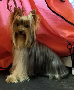 YORKSHIRE TERRIER s PP - 2