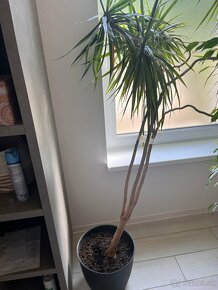 Dracena - 2