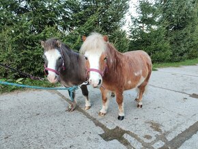 Predám mini horse, pony - 2