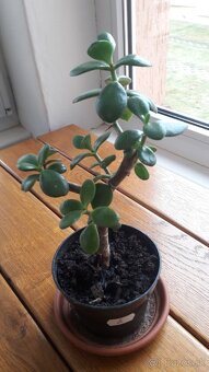 Crassula Ovata - tučnolist, Strom peňazí - 12 EUR (č. 5) - 2