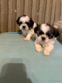 shi tzu, shitzu - 2