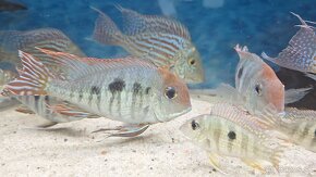 Ponukam na predaj 12 ks 	Geophagus sp. “Tapajos Red Head” - 2