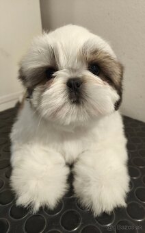 Shih-tzu šteniatka s preukazom pôvodu - 2