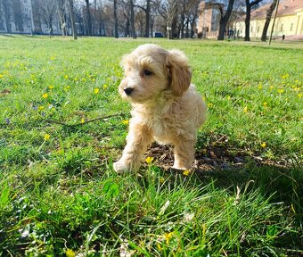 Maltipoo (Pudel + malteze) - 2