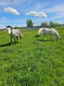 Ponúkam ustajnenie v peknom prostredí. - 2