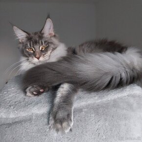 MAINE COON - mainská mývalia s PP - 2