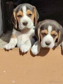 Beagle, bigl, bígel - 2