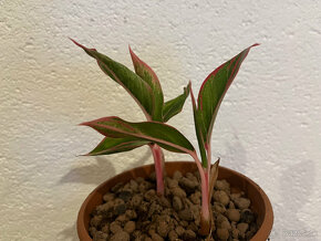 Aglaonema siam aurora - krásna izbová rastlina, veľké + malé - 2