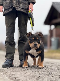 American Bully Classic/ standart - 2