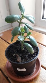 Crassula Ovata - tučnolist, Strom peňazí - 5 Eur (č. 8) - 2