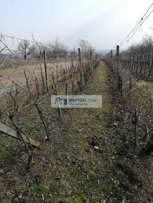 Predaj vinice s viničným domčekom v obci Čaka - 2