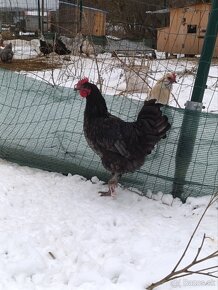 Australorp modry - 2