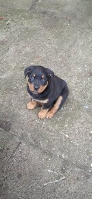 Rottweiler , RTW - 2