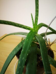 Aloe Vera - Lekárska - 2