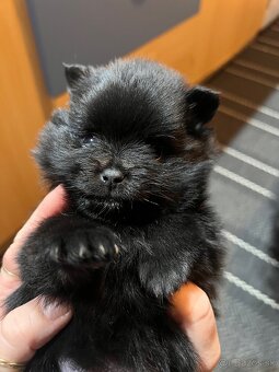 Mini pomeranian do 2,5 kg - 2