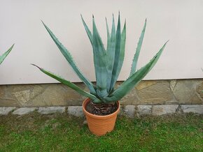 Agave kaktusy - 2