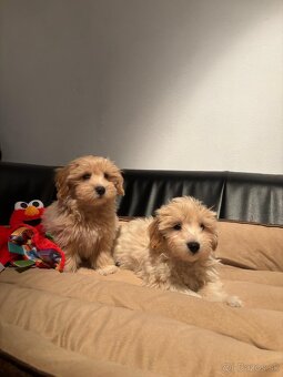 Maltipoo - 2