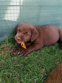 Labrador cokoladovy - 2