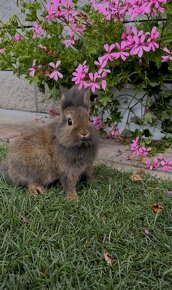Malý zajačik - 2