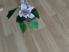 Paulownia stromčeky už kvitnúce stromceky - 2