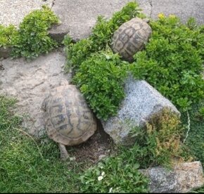 Predám suchozemské korytnačky zelenkasté - Testudo hermanni - 2