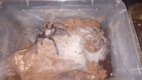 Cyriopagopus sp. Hati Hati - 2