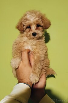 Maltipoo - 2