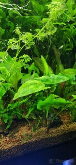 Cryptocoryne Pontederiifolia - 2