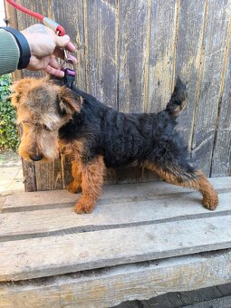 Welsh terrier - 2