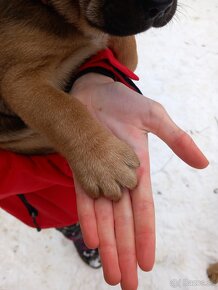 Cane corso/retríver-darujem šteniatka - 2