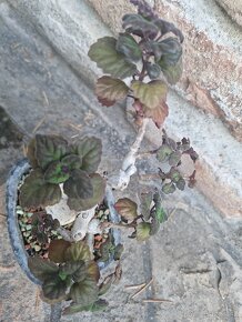 Plectranthus ernestii sukulentny bonsai - 2