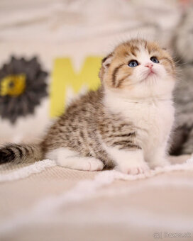 Scottish Folds Kittens k dispozícii - 2