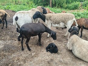 Kamerunské ovce - 2