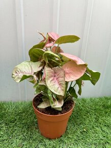 Syngonium podophyllum Neon - 2