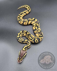 Python Regius  - Ball Python - 2