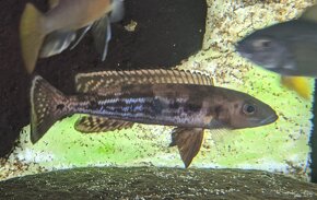 LEPIDIOLAMPROLOGUS ATTENUATUS - 2