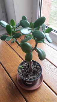 Crassula Ovata - tučnolist, Strom peňazí - 15 Eur (č. 7) - 2