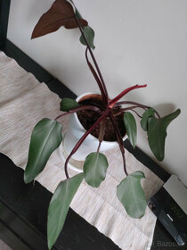 philodendron erubescens K.Koch Augustin - 2