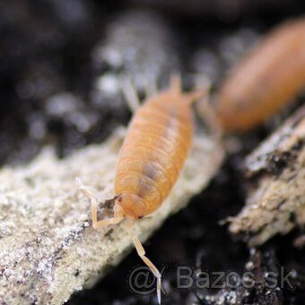 Isopody Porcellio laevis orange. - 2