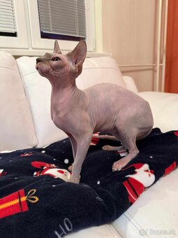 Sphynx - 2