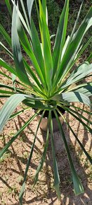 Yucca vláknitá -Yucca filamentosa - 2