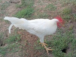 leghorn - 2