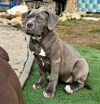 American Bully xl - 2