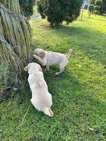 Golden retriever / zlatý Retriver - 2