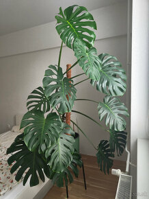 PREDAM Monstera deliciosa - 2