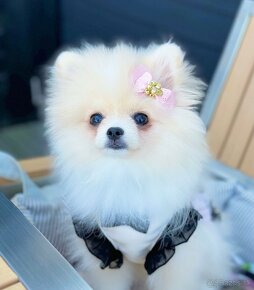 Pomeranian white girl - 2